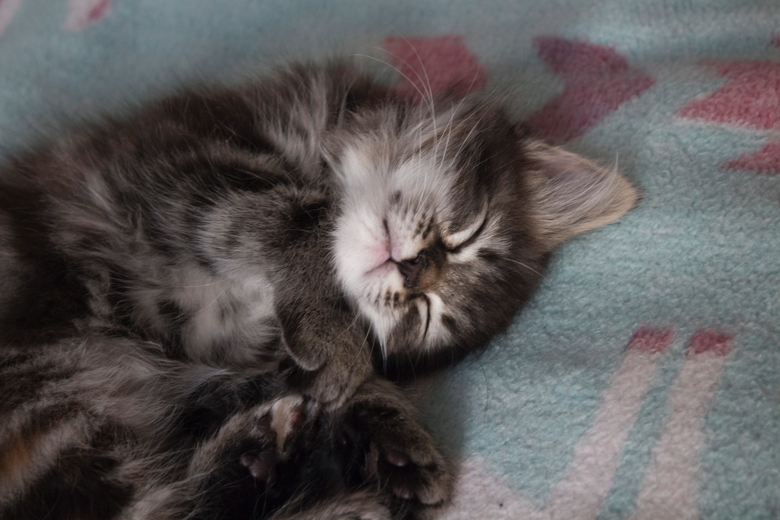 brown tabby kitten lying on pink and green textile