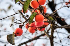 Persimmon Tree and Fruit